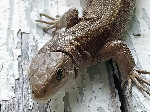 animals 2
