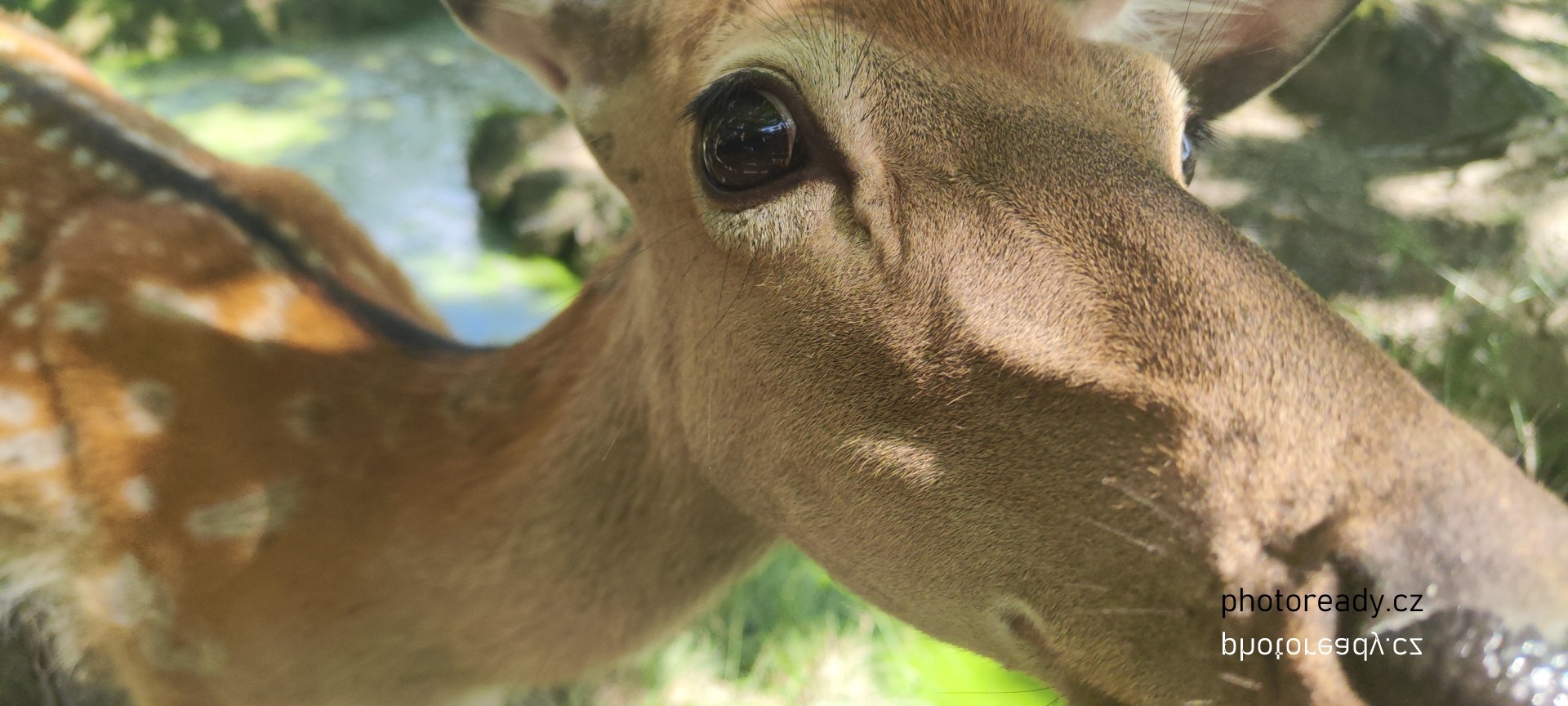 animals 5