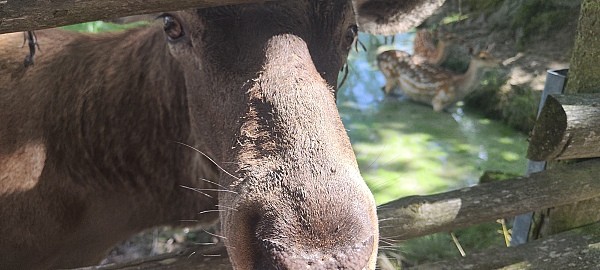 animals 7